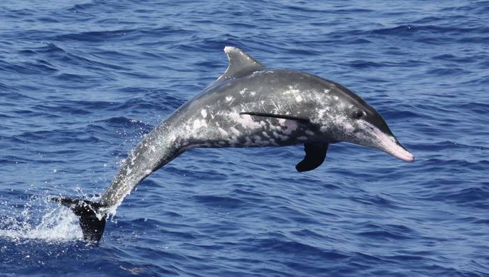 Крупнозубый дельфин (лат. Steno bredanensis)
