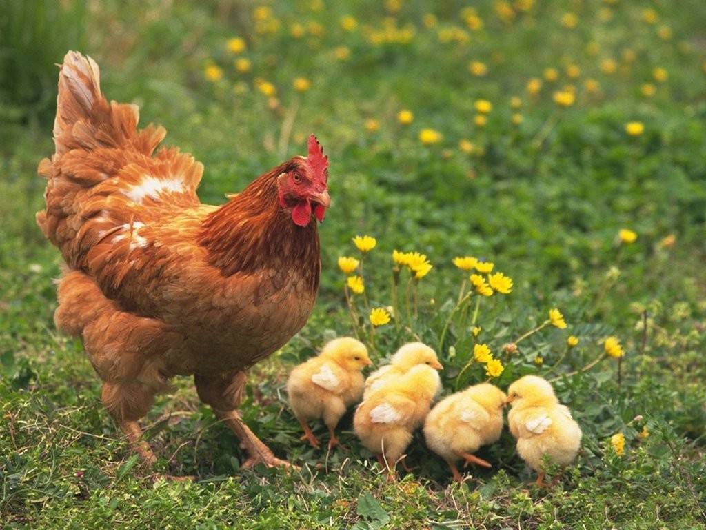 Курица с цыплятами фото