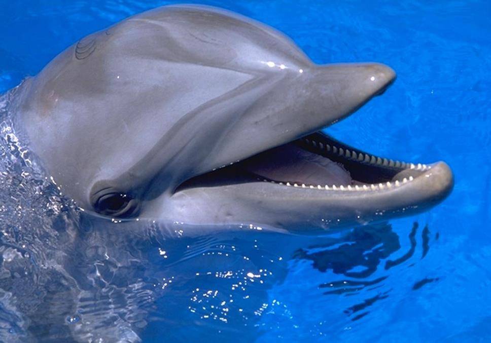 Улыбающийся дельфин фото