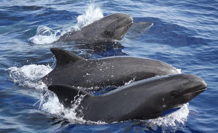 Широкомордый дельфин (бесклювый дельфин) (лат. Peponocephala electra)