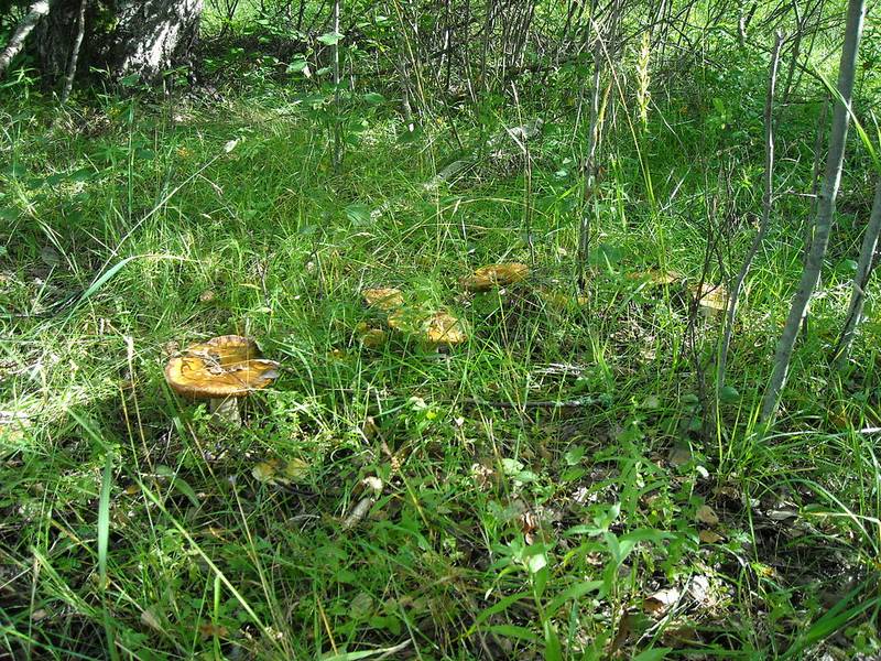Валуи в лесу фото (лат. Russula foetens)