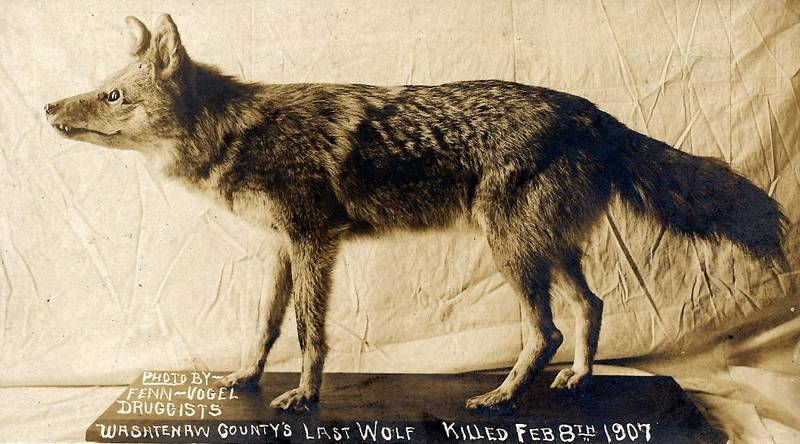 Восточный волк (североамериканский лесной волк) фото (лат. Canis lupus lycaon)