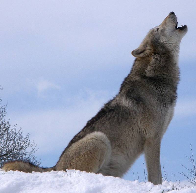 Воющий волк фото