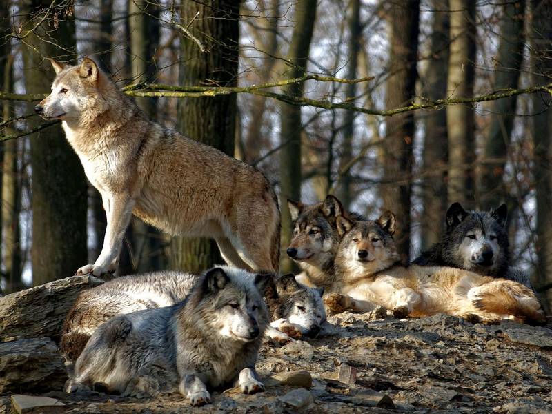 Где обитают волки фото