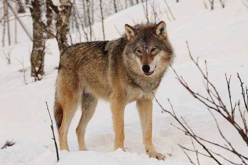 Обыкновенный волк (серый волк) фото (лат. Canis lupus)