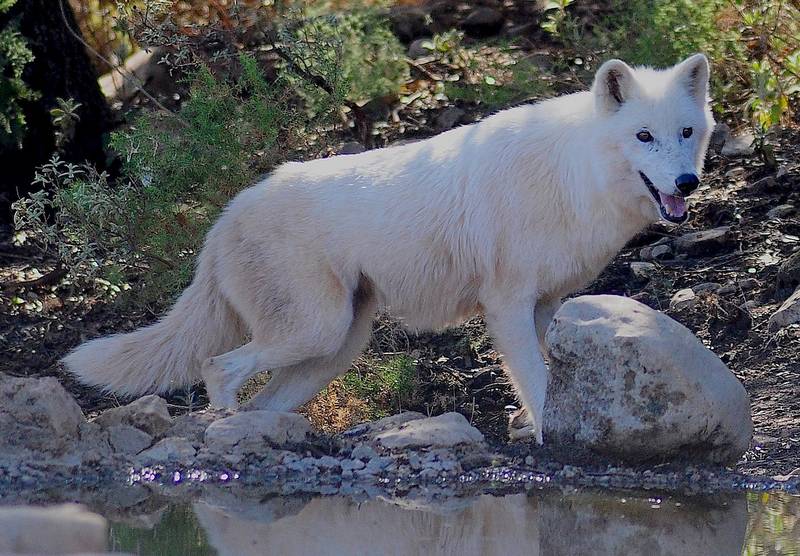 Полярный волк фото (лат. Canis lupus tundrarum)