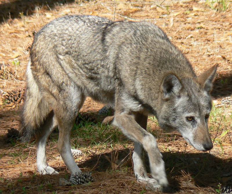 Рыжий волк фото (лат. Canis lupus rufus)