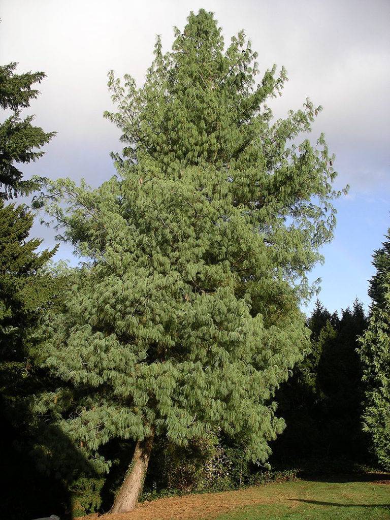 Сосна гималайская (сосна Бутанская, сосна Валлиха) (лат. Pinus wallichiana)