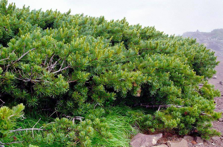 Сосна стланиковая, кедровый стланик (лат. Pinus pumila)