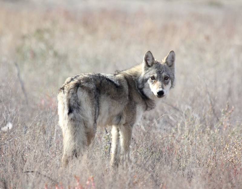 Степной волк (пустынный волк) фото (лат. Canis lupus campestris)