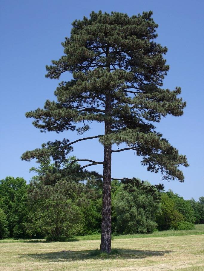 Черная сосна (сосна черная австрийская) (лат. Pinus nigra)