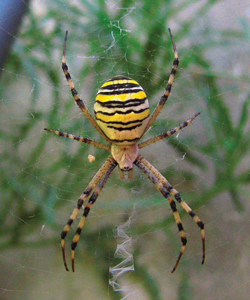 Аргиопа Брюнниха или паук-оса (лат. Argiope bruennichi)