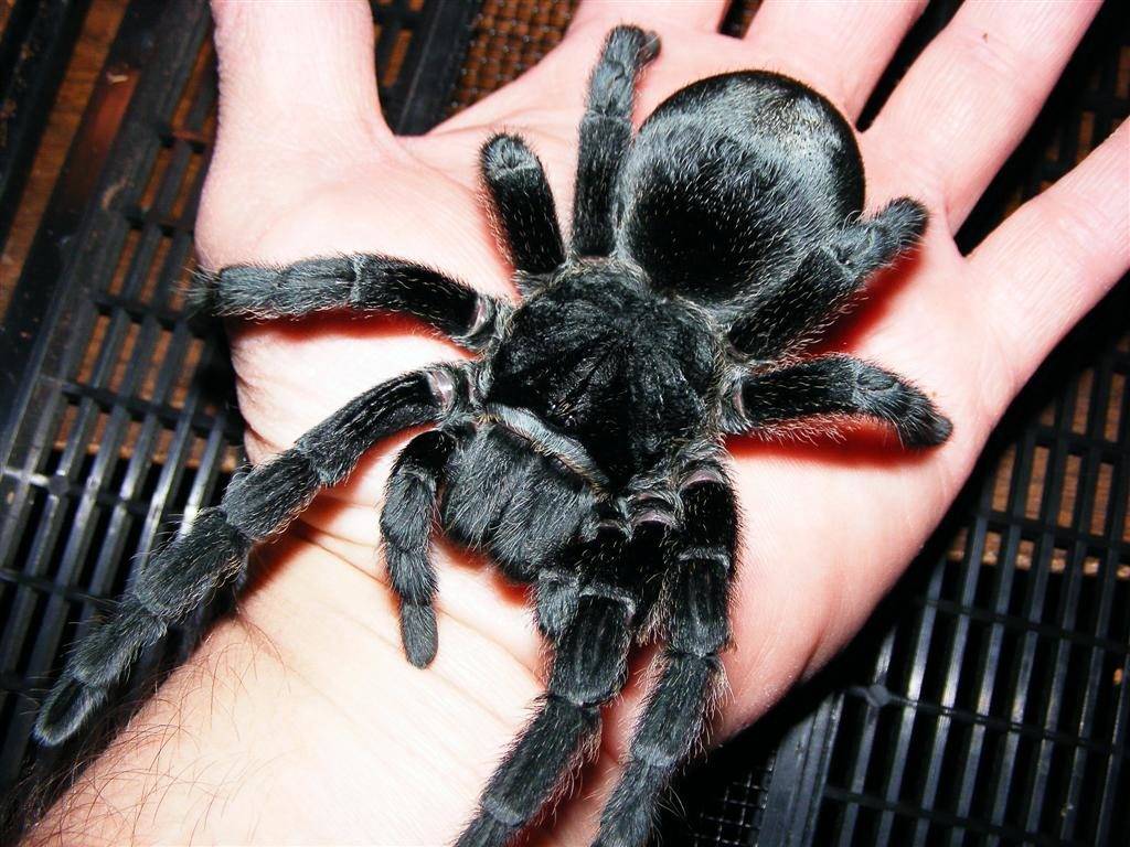 Граммостола пульхра (лат. Grammostola Pulchra)