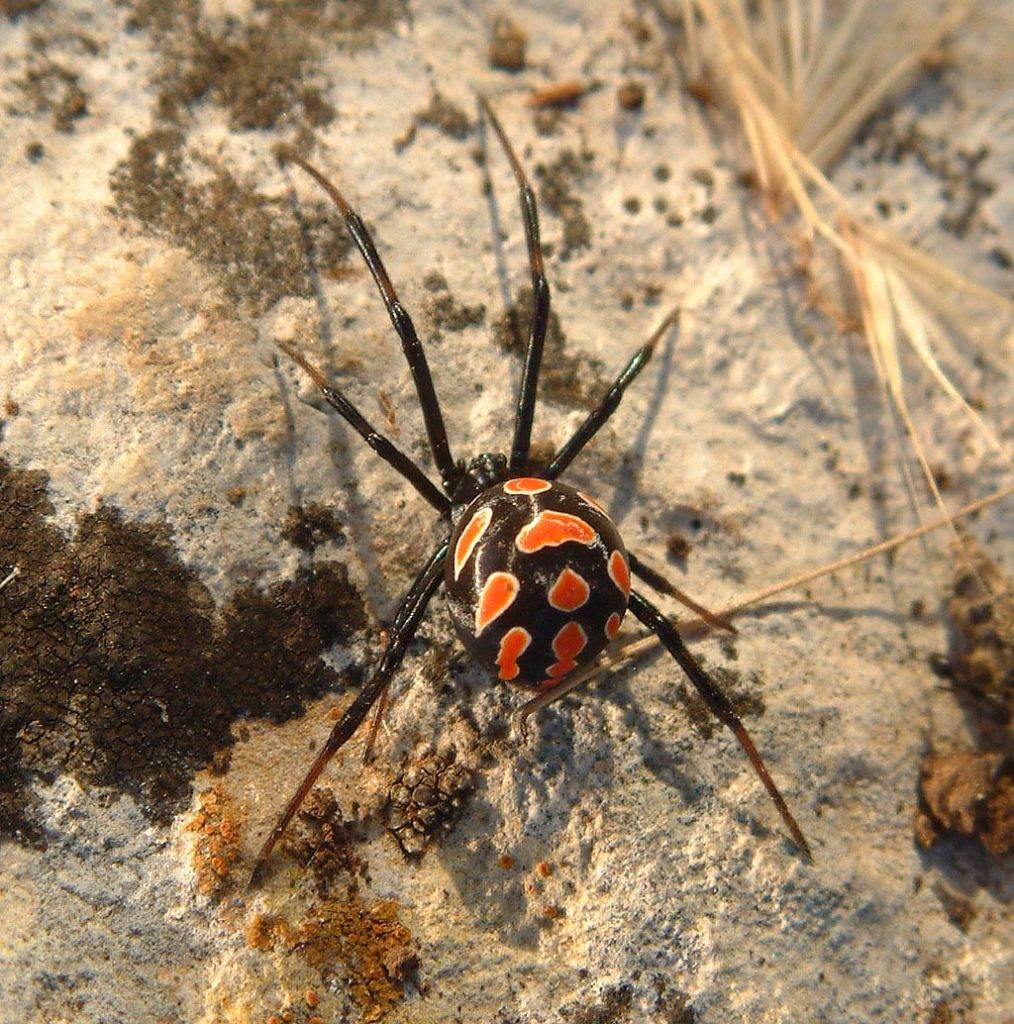 Каракурт (лат. Latrodectus tredecimguttatus)