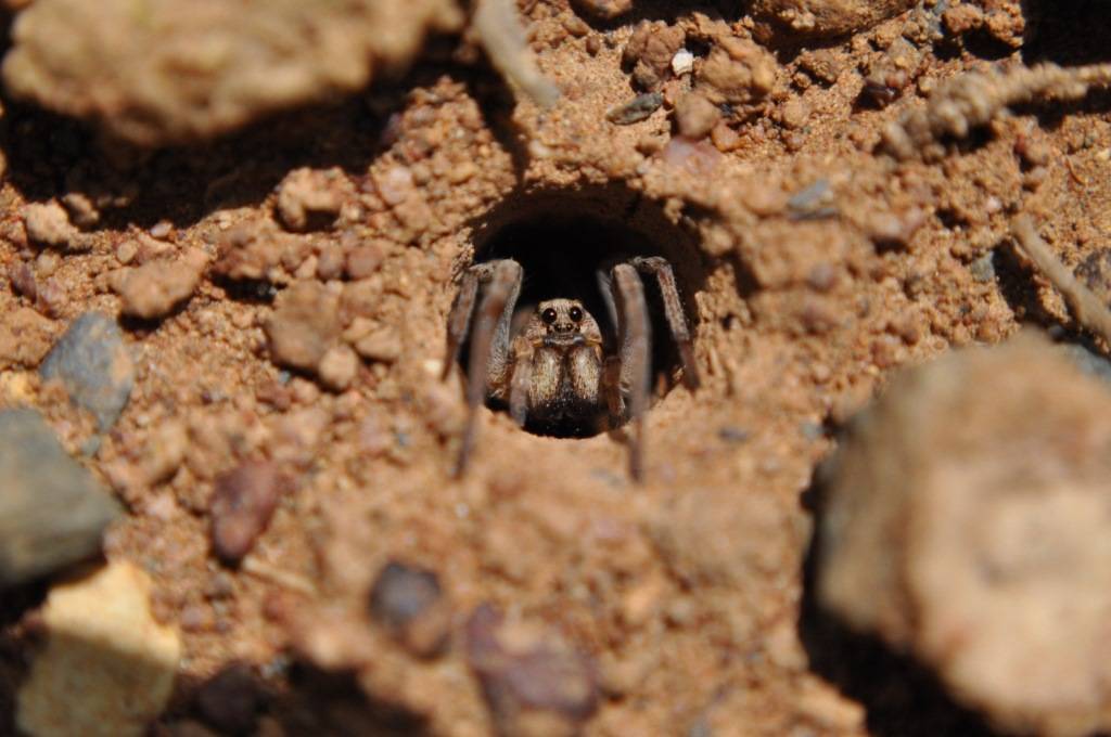 Среда жизни пауков. Южнорусский Тарантул норка. Норы тарантулов в земле.