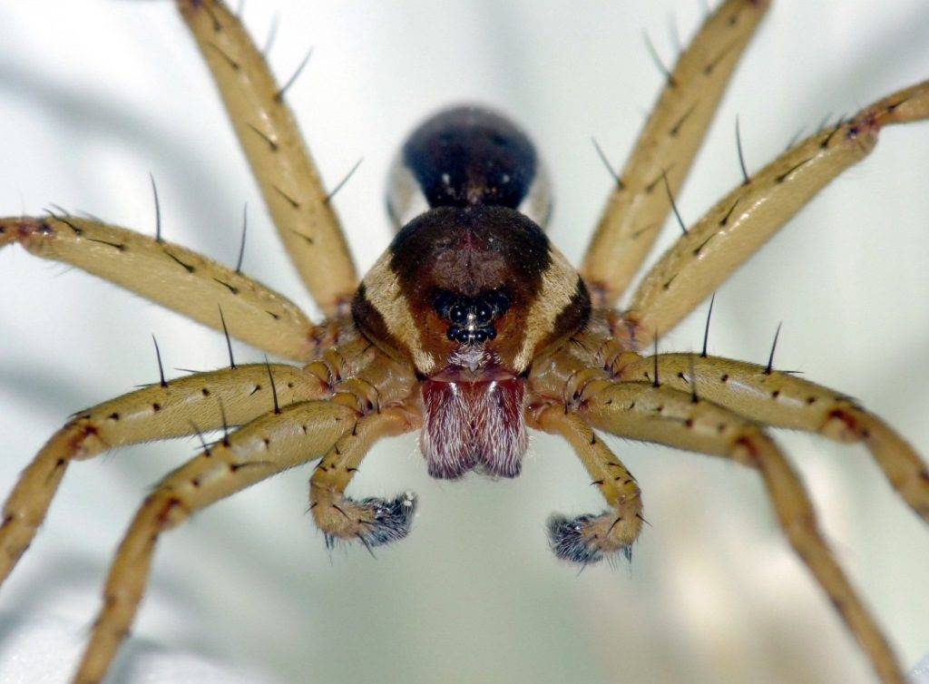 Охотник каемчатый (лат. Dolomedes fimbriatus)