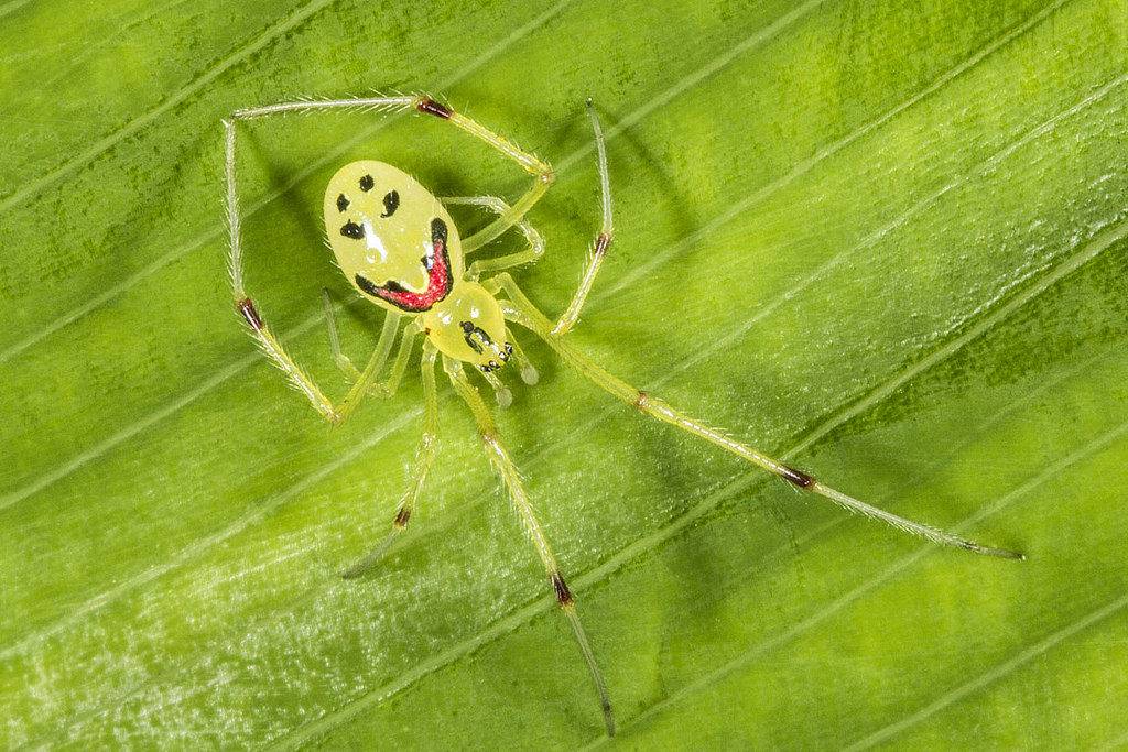 Улыбающийся паук (лат. Theridion grallator)