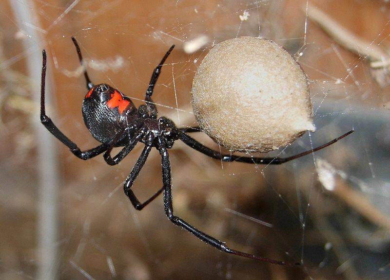 Черная вдова (лат. Latrodectus mactans)