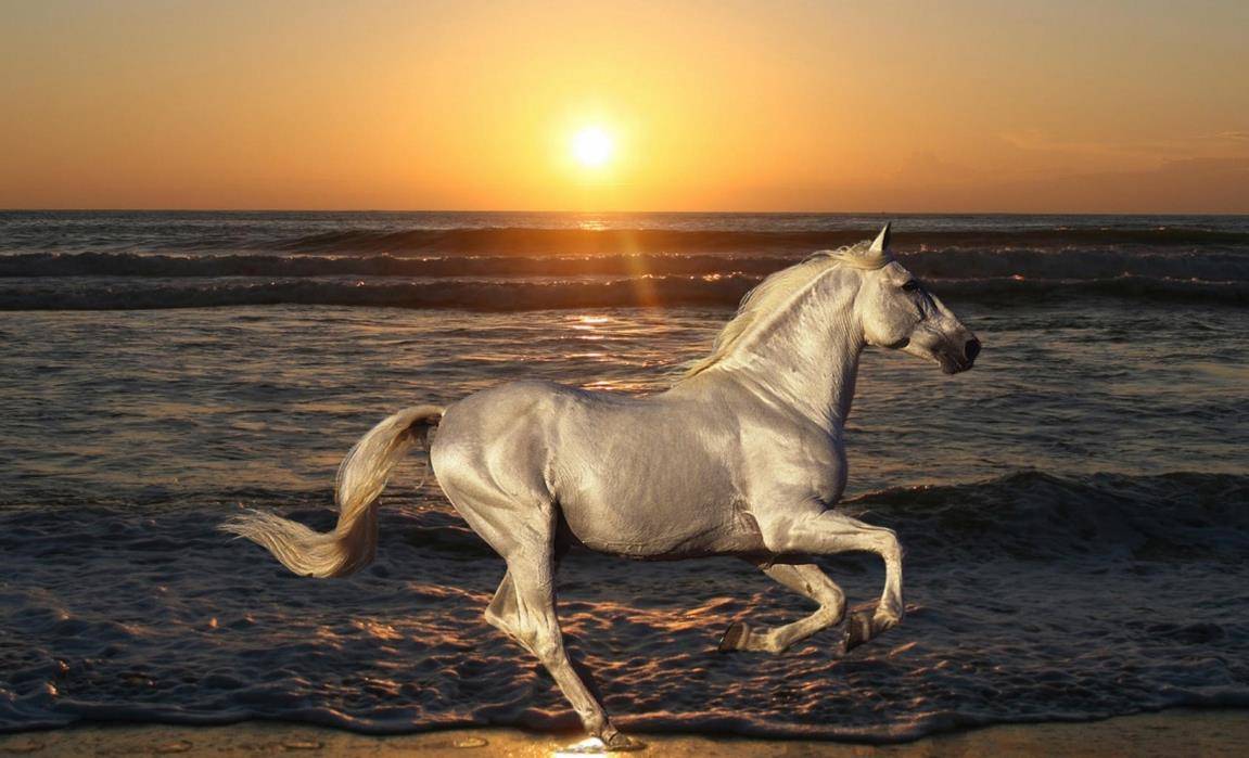 Лошадь Пржевальского. Описание, особенности, виды, образ жизни и среда обитания животного