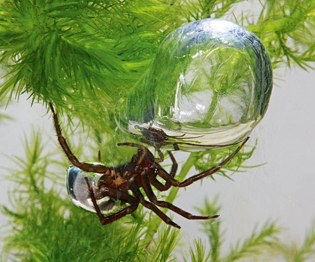 Водяной паук Argyroneta aquatica строит гнездо