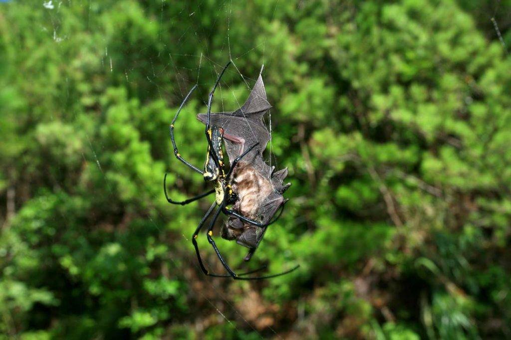 Добыча паука – летучая мышь