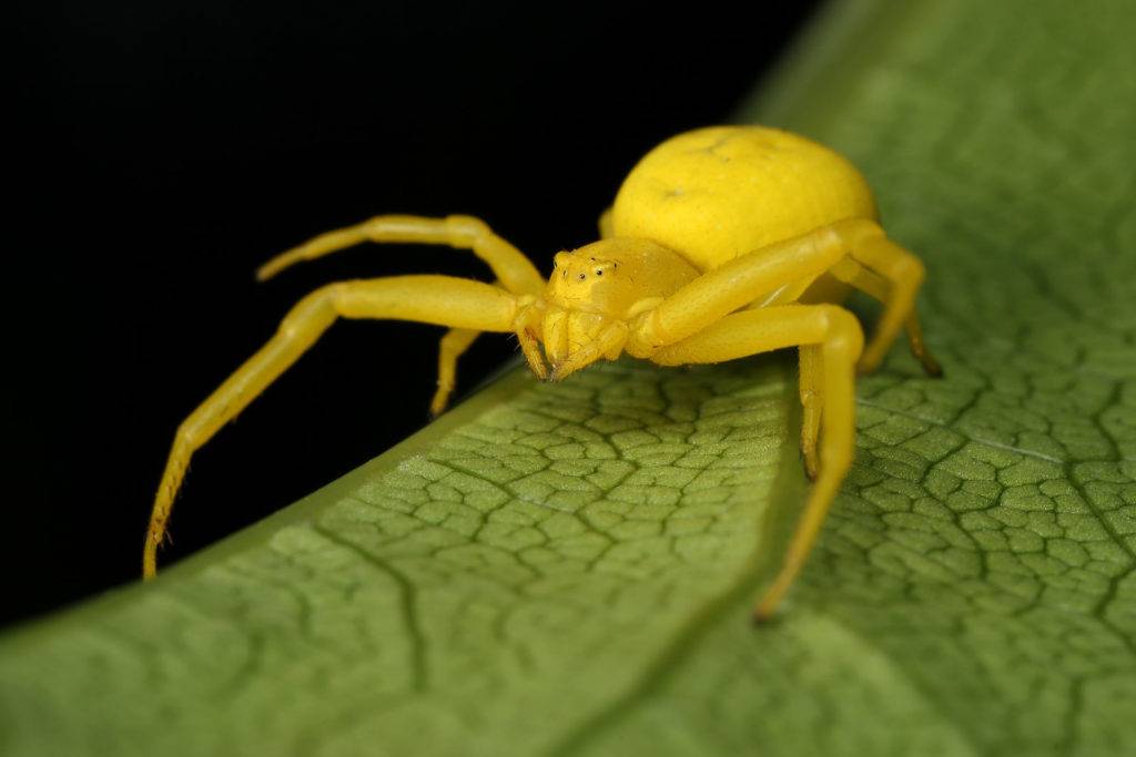 Желтый цветочный паук