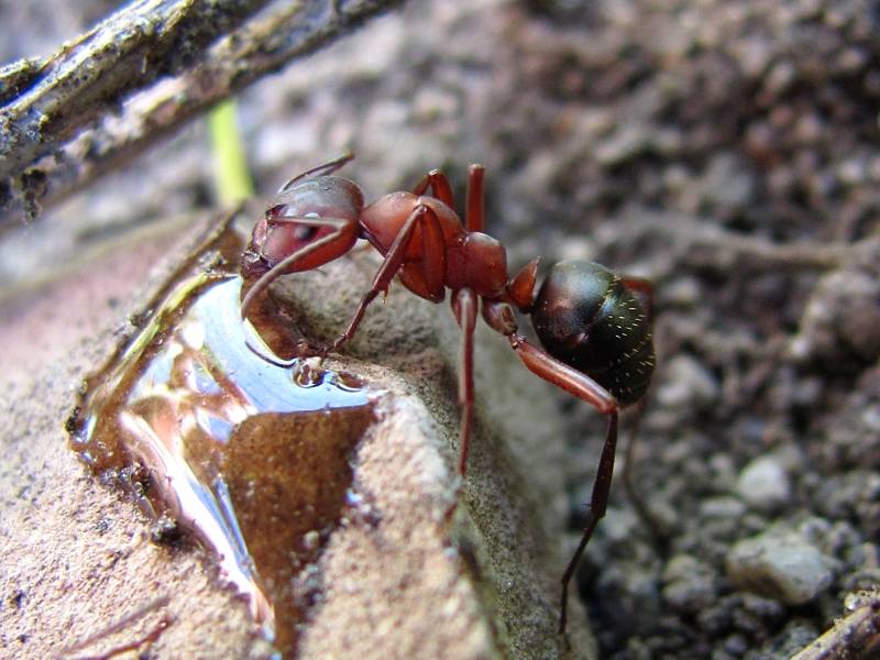 Кроваво-красный муравей (рабовладелец) (лат. Formica sanguinea)