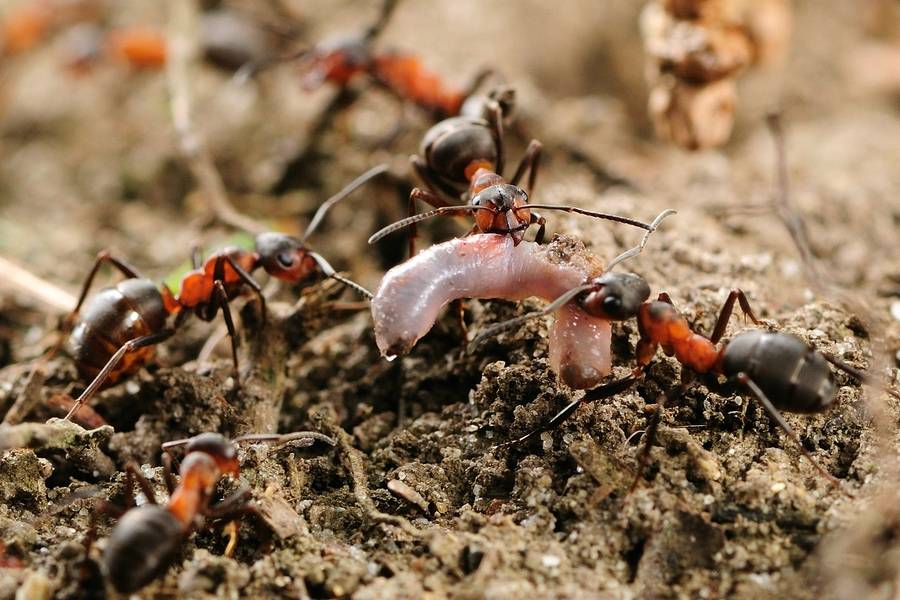 Лесные муравьи фото (лат. Formica polyctena)