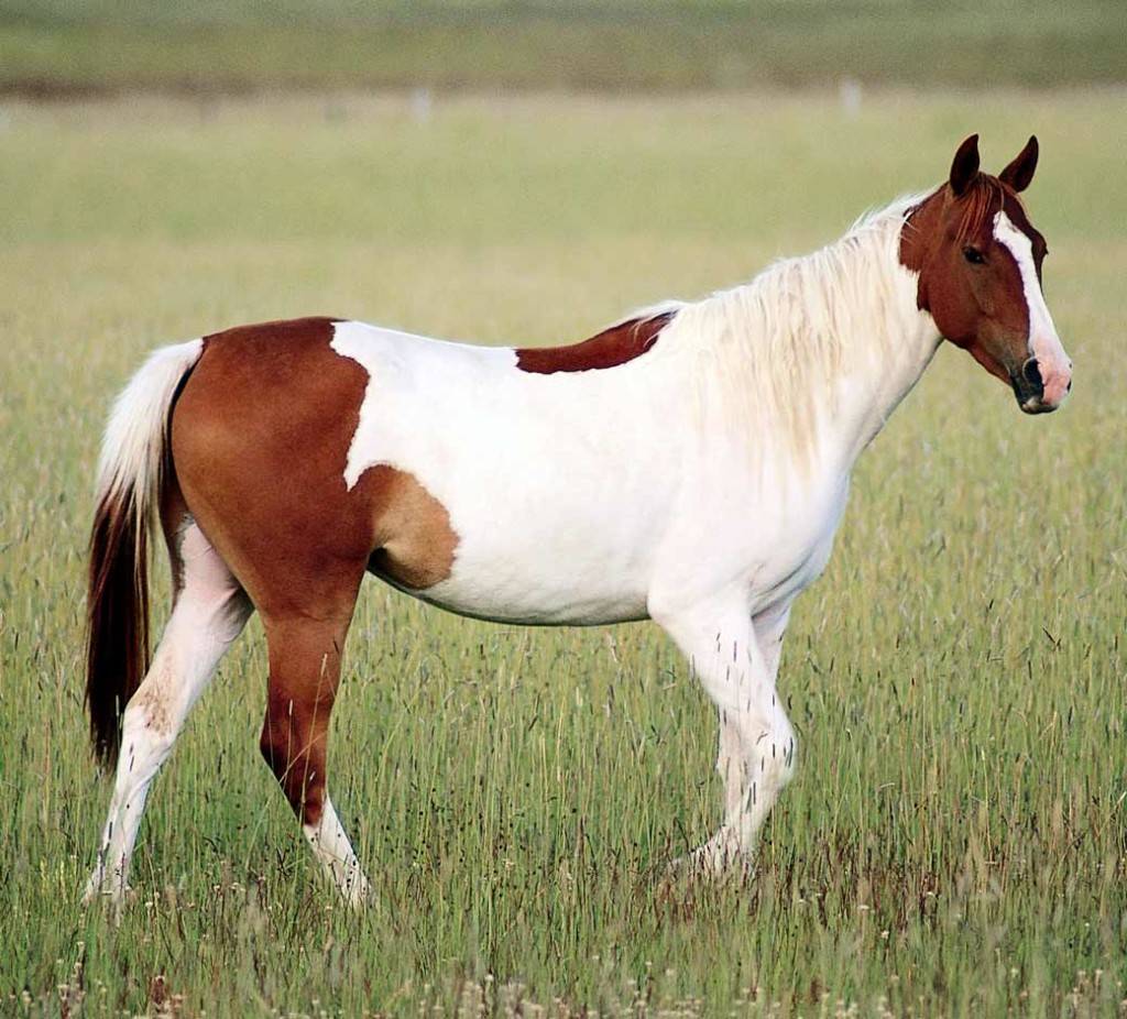 Лошадь породы Пинто фото