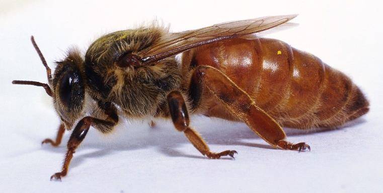 Матка пчелы фото