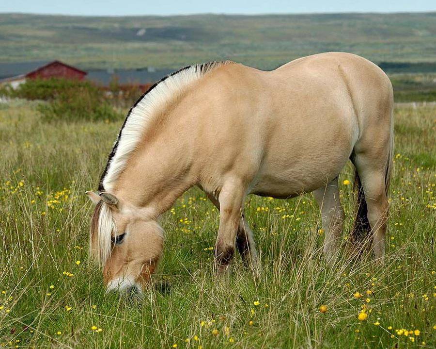 Норвежская фьордская лошадь фото