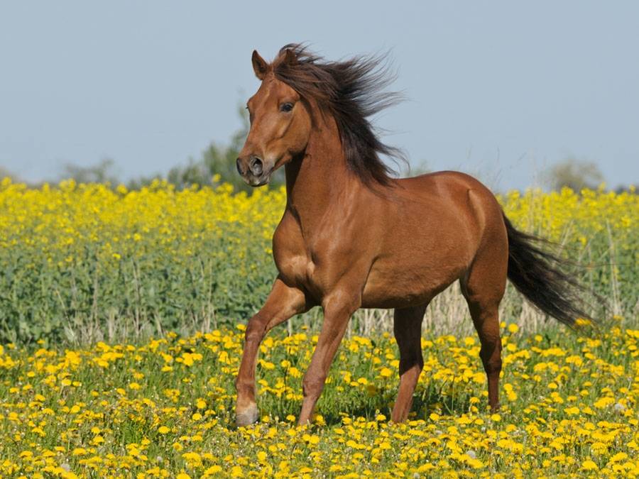 Порода лошади Пасо Фино фото