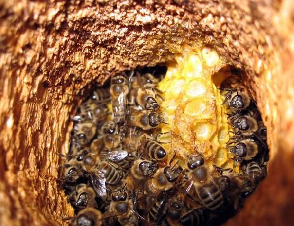 Пчелы в улье фото