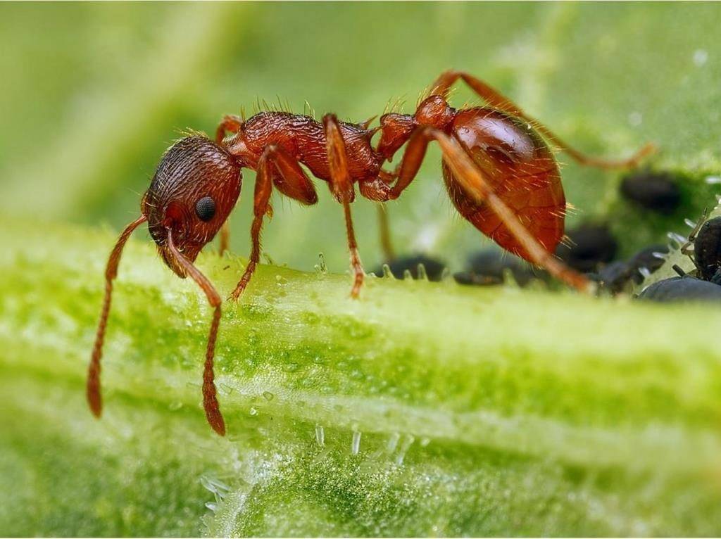 Рыжий муравей мирмика фото (лат. Myrmica rubra)