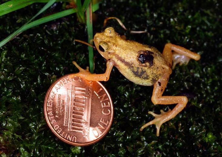 Самая маленькая жаба в мире (Жаба-брызгун Киханси)