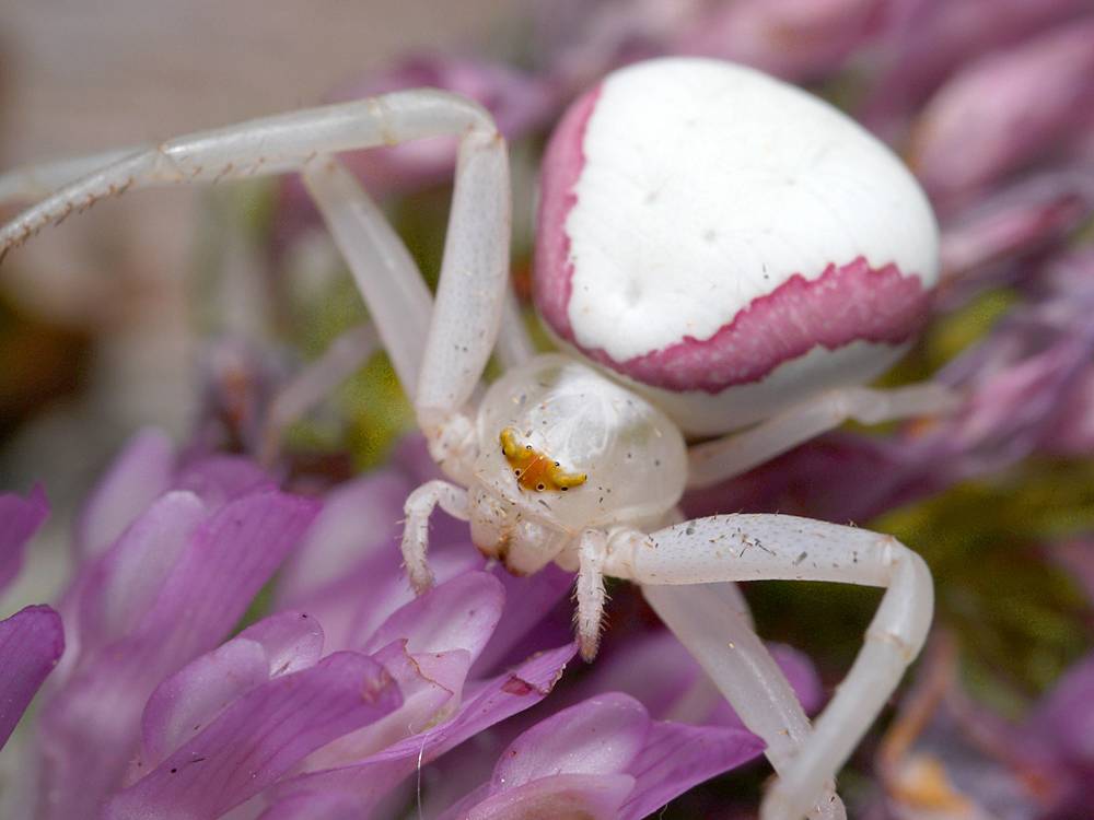 Цветочный паук (лат. Misumena vatia)