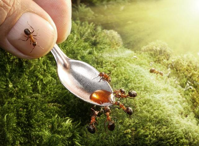 Чем питаются муравьи