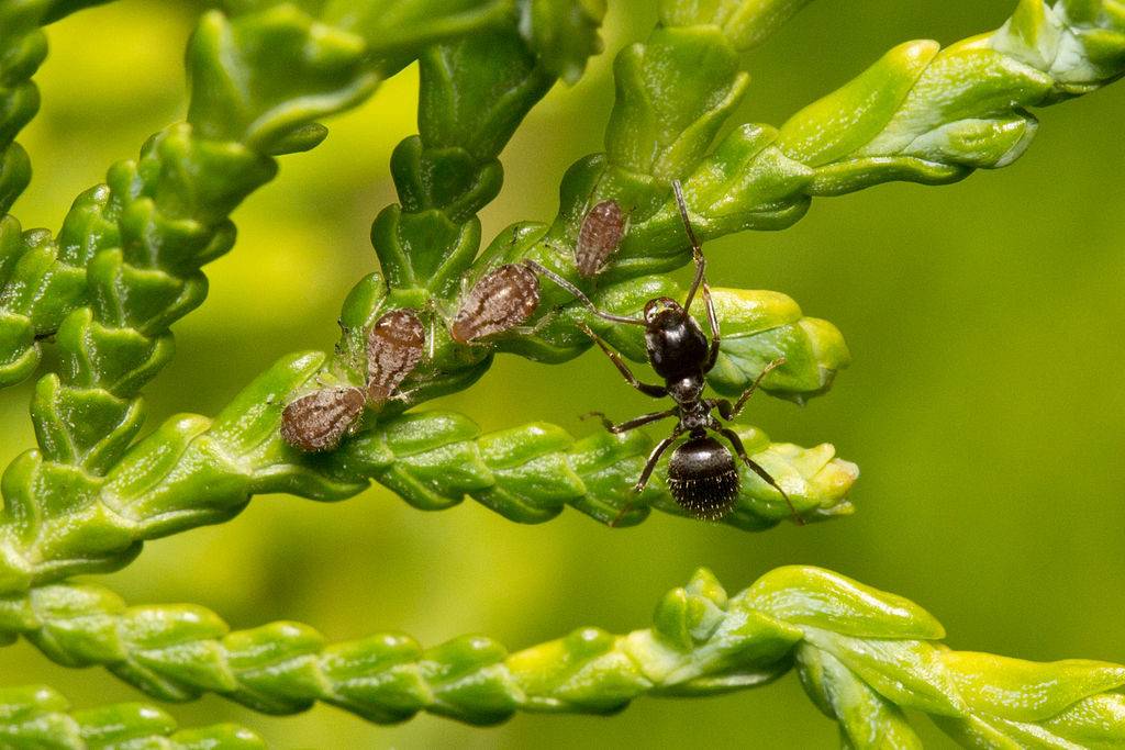Черный муравей (лат. Lasius niger)