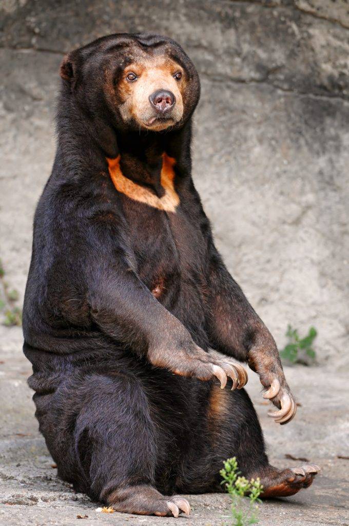 Малайский медведь бируанг фото