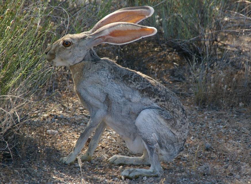 Антилоповый заяц (Lepus alleni)