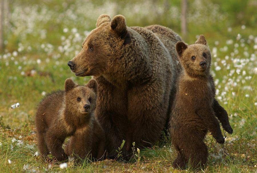 Бурый медведь с медвежатами фото