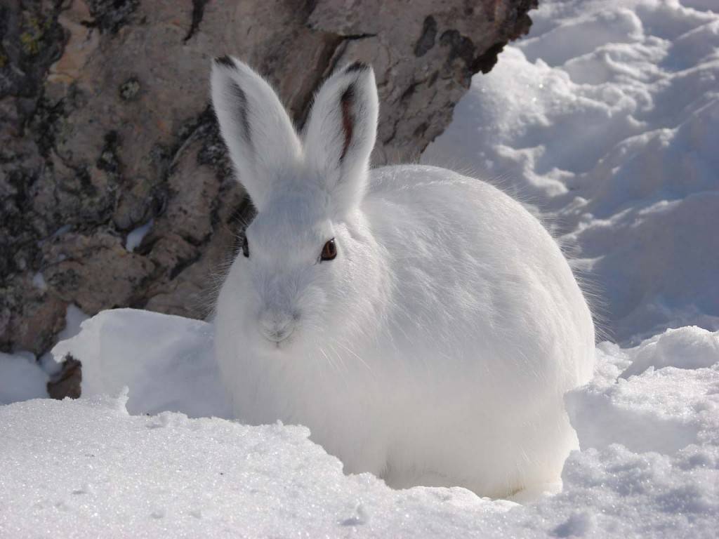 Заяц беляк зимой фото