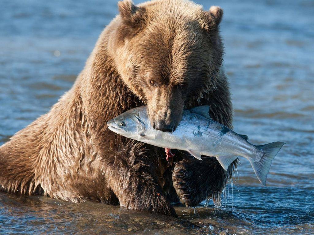 Медведь ловит рыбу фото