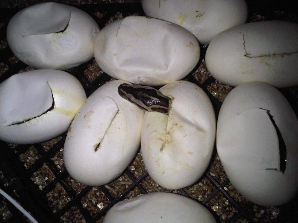 Яйца змей фото