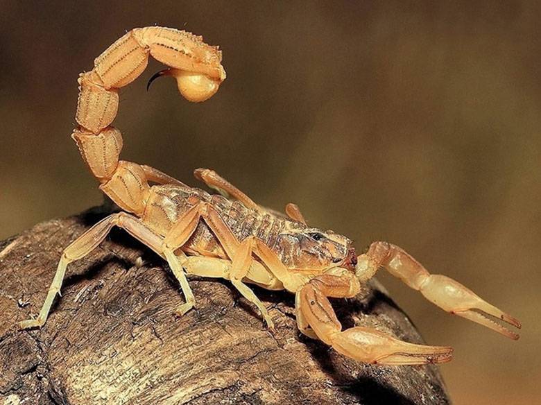 Древесный скорпион фото