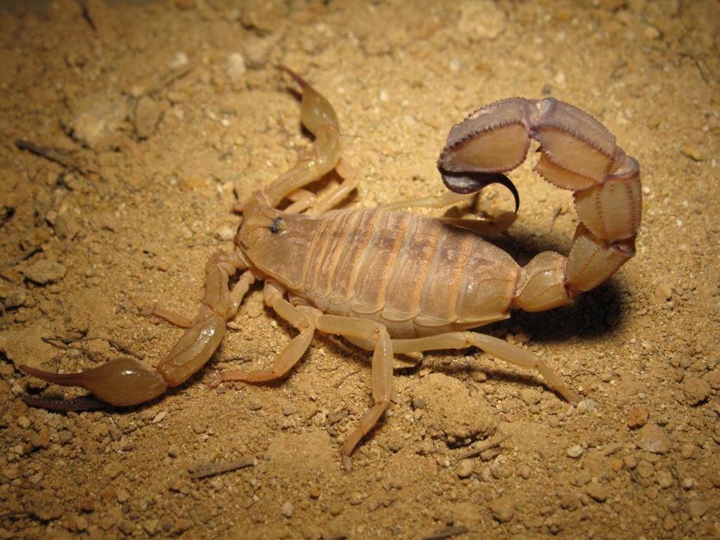 Желтый толстохвостый скорпион фото