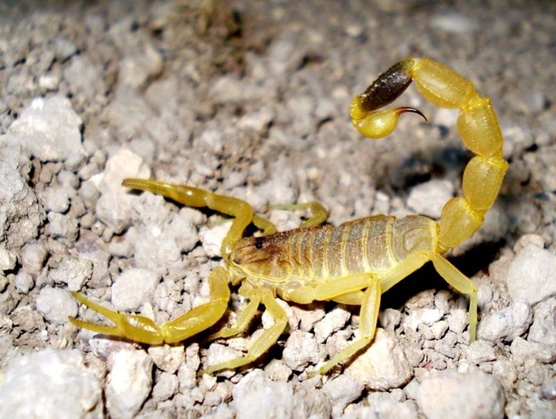 Желтый толстохвостый скорпион