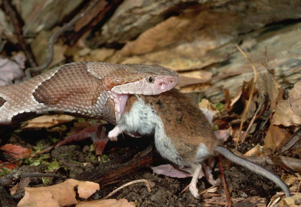 Змея заглатывает мышь