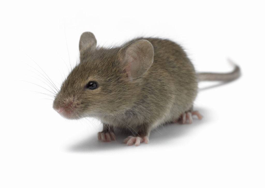 Мышь фото