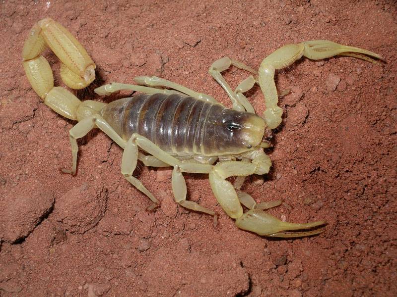 Пустынный волосатый скорпион фото (гадурус аризонский)
